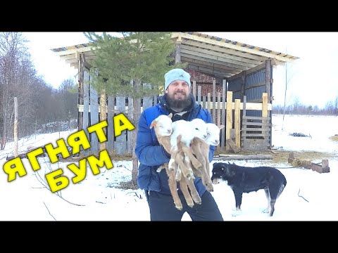 Видео: НАШЕСТВИЕ ЯГНЯТ, ПЕРЕХОЖУ НА КАТУМСКИХ