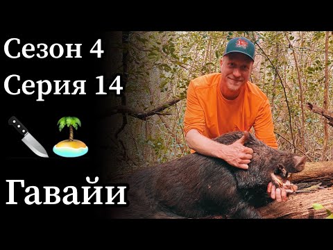Видео: С ножом на кабана. Традиционная охота на Гавайских островах.