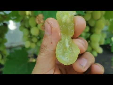 Видео: лучшие сорта винограда и ГФ у меня на участке. 7августа 2022г