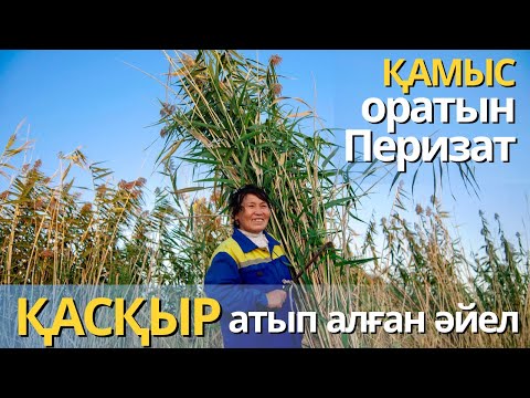 Видео: Қасқыр атып алған әйел – қамыс орып, сататын Перизат