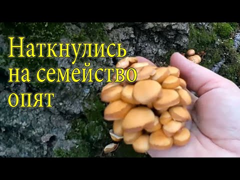 Видео: Царство волнушек. Куча опят и волнушек, грузди, подосиновики и другие грибы. Часть 1