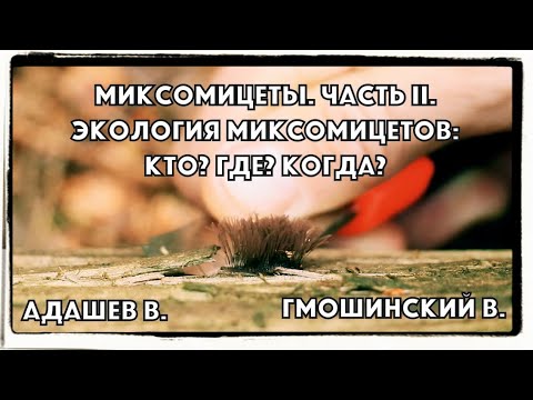 Видео: Миксомицеты. Часть 2. Экология миксомицетов: кто? где? когда?