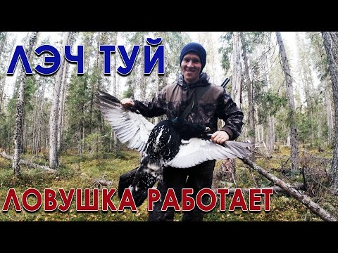 Видео: Охота в тайге. ЧАСТЬ 4. Проверка ловушек.