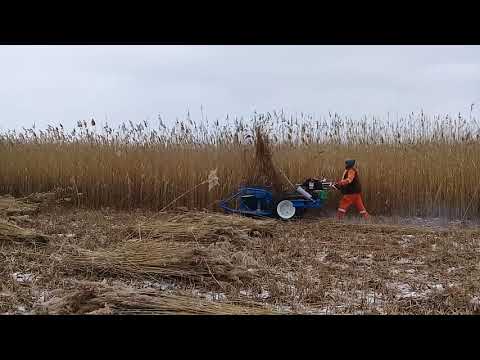 Видео: камыш и его заготовка