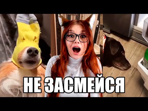 Видео: ЗАСМЕЯЛСЯ  - ПРОИГРАЛ! НЕ ЗАСМЕЙСЯ ЧЕЛЛЕНДЖ / НАРЕЗКА ПРИКОЛОВ