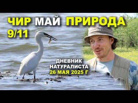Видео: Природа Чира. 26 мая 2025 г.