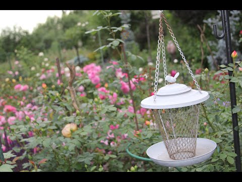 Видео: Английские розы Сибирского сада под надежным укрытием