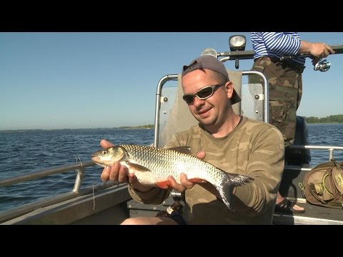 Видео: Рыбак Рыбаку 501 "Ловля голавля на Волге".