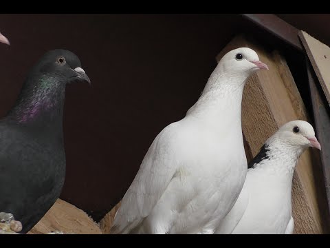 Видео: 23 .02  . ВИДЕО ИЗ ГОЛУБЯТНИ , ОТВЕЧАЮ НА ВОПРОСЫ !#pigeons​​##Tauben​​##աղավնիներ​​##göyərçinlər​​#