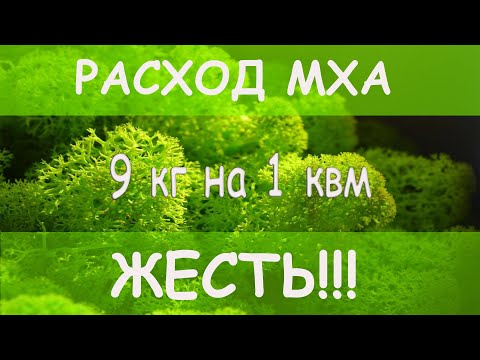 Видео: Стабилизированный мох обзор! Ягель от Inside Forest. Выпуск 3.