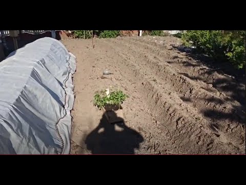 Видео: Высадка сладкого перца в открытый грунт и укрытие его спанбондом. 23.04 2025г.