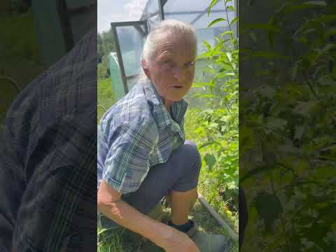 Видео: Як розмножити персики?🍑 вирощування персика з кісточки🍑про персик🍑🧑‍🌾