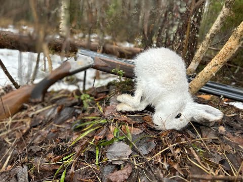 Видео: Охота с Добычем на беляка.  26 02 2024  Короткая, но удачная охота.  Закрытие!