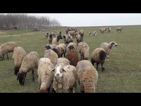 Видео: Прибираме се от паша