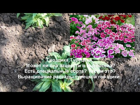 Видео: Гвоздика турецкая из семян. Бывают ли сорта зацветающие в год посева? Результат теста такого сорта.