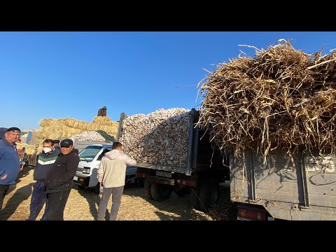 Видео: КУНЖАРА НАРХЛАРИ ТУШДИ 😱ХОРАЗМ ЁМ ХАШАК НАРХЛАРИ 