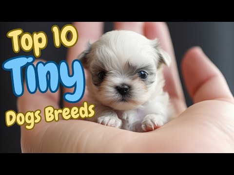 Видео: 😍Топ-10 крошечных пород собак🐾 Собаки маленьких пород