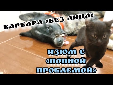 Видео: Спасение не бывает лёгким! У котёнка вывалилась кишка, а у  собаки нет части морды... Варвара и Изюм