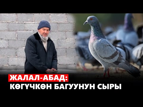 Видео: Жалал-Абад: көгүчкөн багуунун сыры | ЖАРАТМАН
