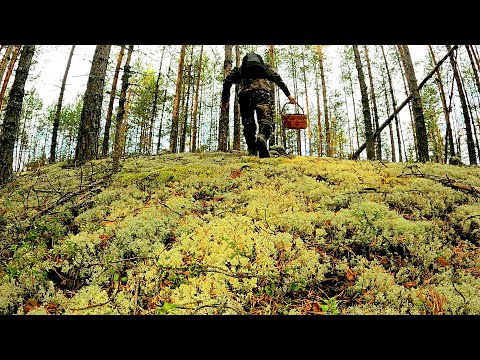 Видео: Грибник перешел БОЛОТО зашел в МОХ и СТАЛ ЗАИКАТЬСЯ! Один в бору ТАКОГО НЕ ОЖИДАЛ! Грибы 2025