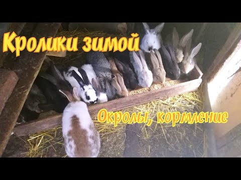 Видео: Кролики зимой/Окролы/Кормление