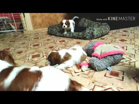 Видео: Щенки Кавалер Кинг Чарльз Спаниеля, 2 месяца