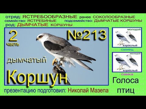 Видео: Коршун дымчатый. Часть 2. Голоса птиц