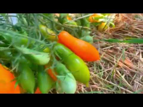 Видео: Вражаючий урожай🔥: ці помідори варті уваги 🍅🍅🍅 #tomato #огляд #помідори #рекомендации 