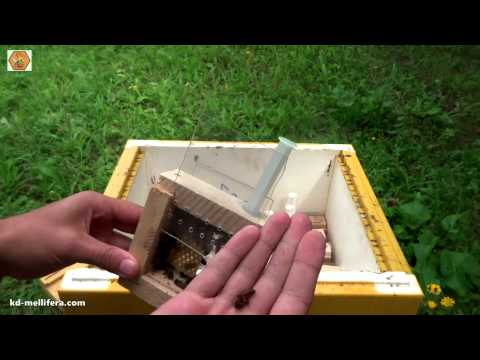 Видео: Содержание после осеменения