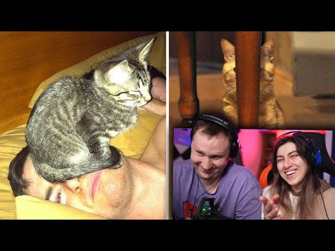 Видео: Кошачья логика, которую не дано понять человеку (2 серия) | РЕАКЦИЯ на Факторию