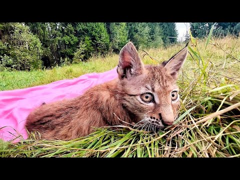 Видео: Спасённый рысёнок Тимка ВПЕРВЫЕ ВСТАЛ НА ЗЕМЛЮ! Он очень рад. / ПАРК ЛЬВОВ ЗЕМЛЯ ПРАЙДА МОСКВА