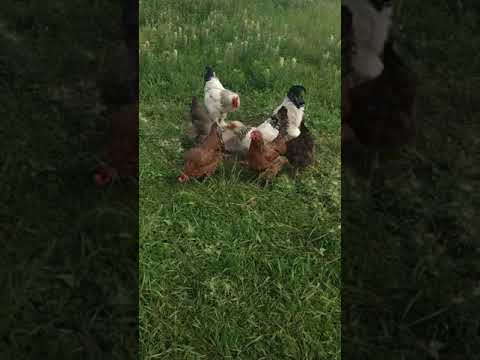 Видео: 30-Мамыр күнгі 🐓тауықтар🐔 мен 🐣балапандар🐥🐤