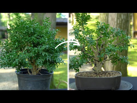 Видео: Создание бонсай из самшита