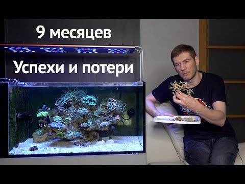 Видео: Морской аквариум  Циано  Фрагование кораллов