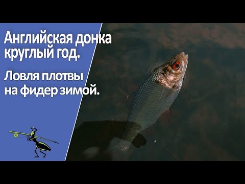Видео: Рыбалка на фидер 2022. Ловля плотвы зимой. Английская донка круглый год!