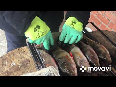 Видео: Копчение рыбы, как правильно готовить окуня горячего копчения за 30 минут! Очень вкусно!