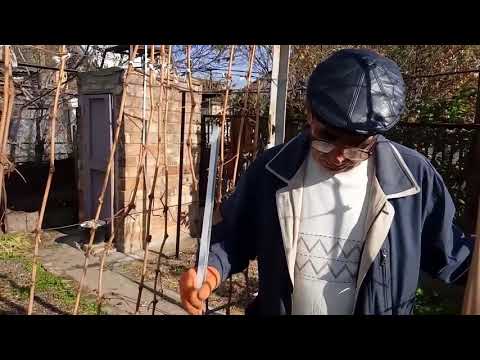 Видео: Конструкция двухплоскостной шпалеры и формировка кустов винограда для выращивания на двух плоскостях
