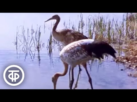Видео: Журавли Хинганского заповедника. В мире животных (1989)