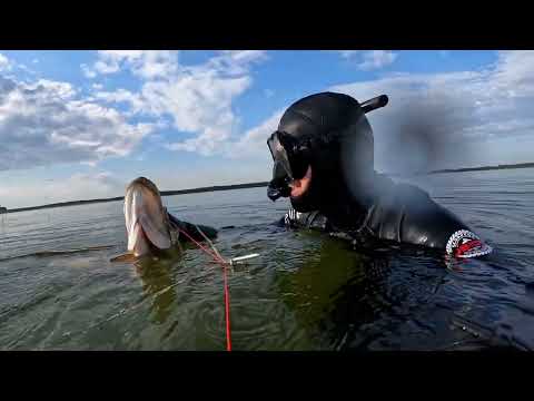 Видео: Подводная охота на прозрачном озере Saadjärv в мае, новичок пробует подводную охоту