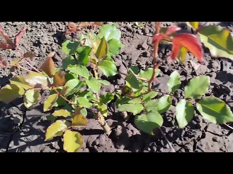 Видео: Вырастить розу из черенка легко и просто.