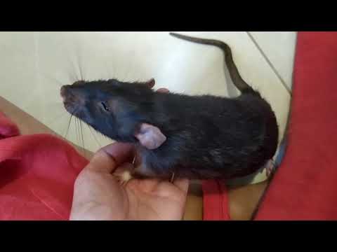 Видео: Стоит ли РАЗВОДИТЬ КРЫС