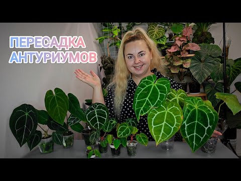 Видео: ПЕРЕСАДКА В 6 УТРА😅Как подросли антуриумы за полгода?😳Что в верхушками почеренкованных антуриумов?😱