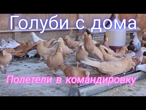 Видео: Командировка голубей с дома