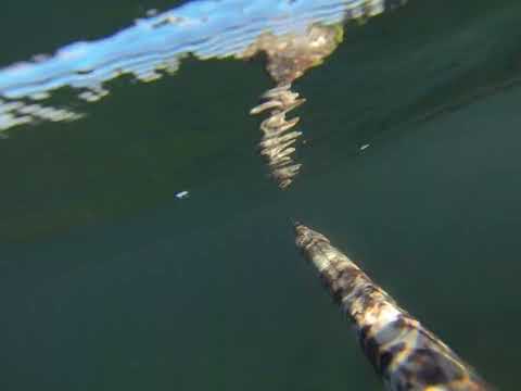 Видео: 29 октября 2025 г.