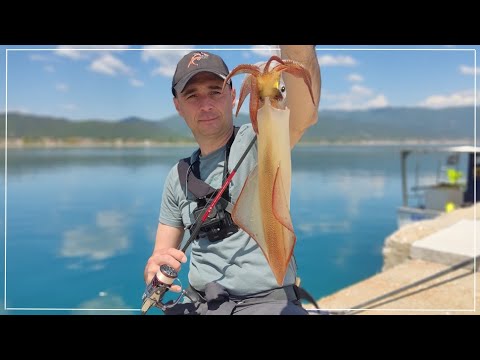 Видео: Лов на сепии през деня. Бонус калмар