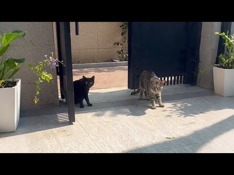Видео: «Пожалуйста, верните нам наших детей!» Кошка-мама и кот-папа снова пришли за котятами.