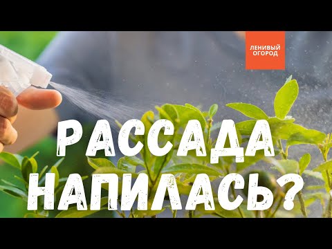 Видео: Правильный полив рассады: какой водой поливать рассаду, когда поливать рассаду, чем поливать рассаду