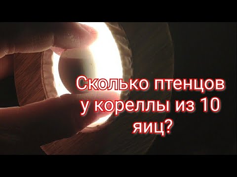 Видео: Сколько птенцов у кореллы из 10 яиц/ Овоскопирование яиц