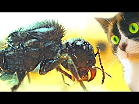 Видео: SLIVKI SHOW и МУРAВЬИ - [30 дней спустя]