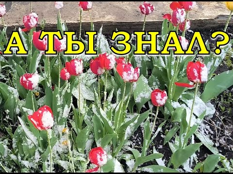 Видео: ОПАСНО! Возвратные ЗАМОРОЗКИ❄❄❄! Как СПАСТИ растения🔥🔥🔥?